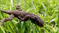 Sauria