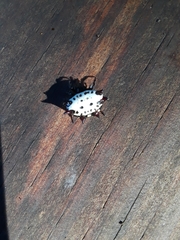 Gasteracantha cancriformis