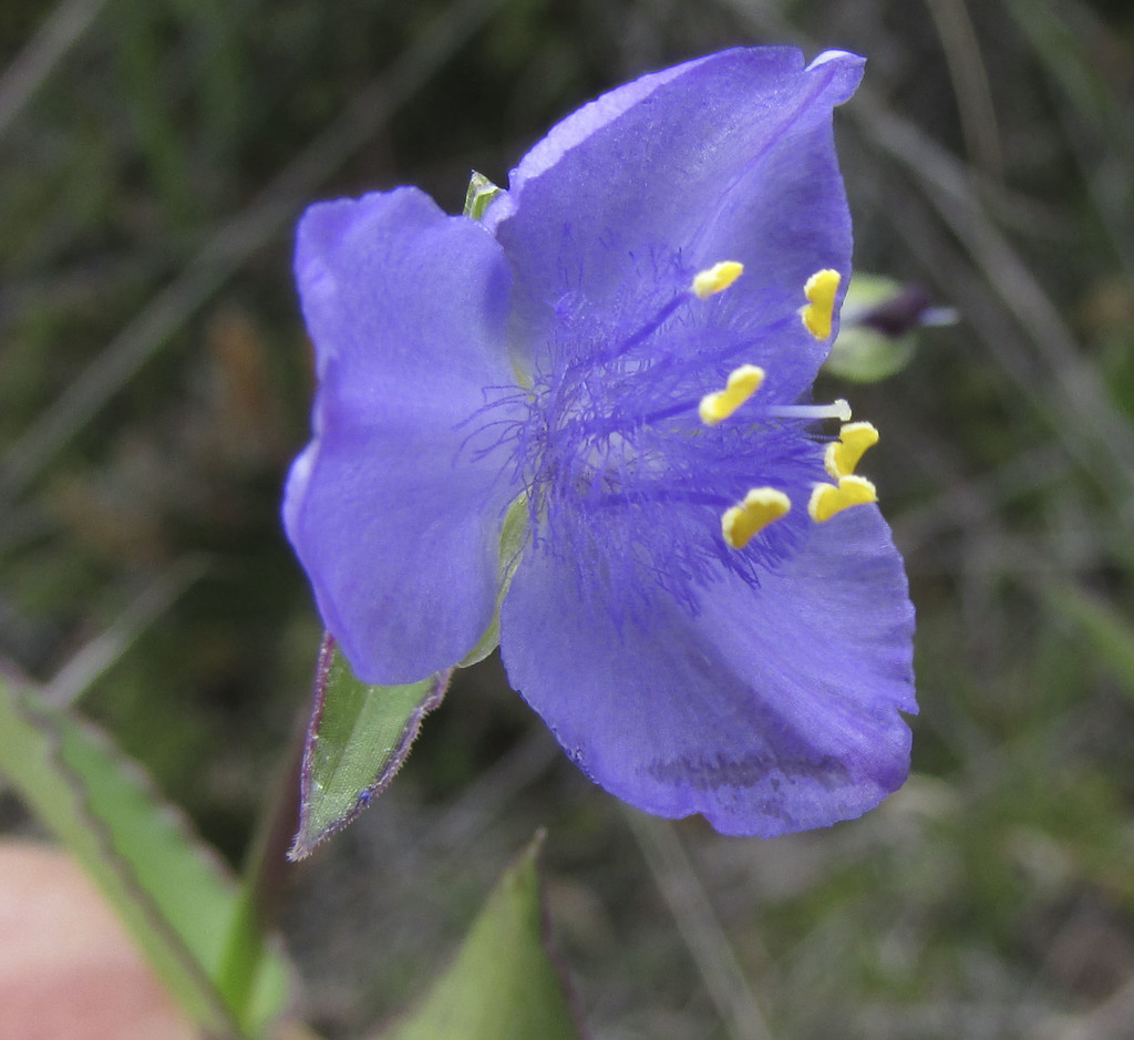 Gibasis consobrina