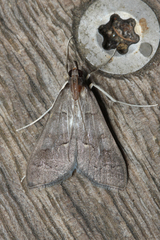 Mecyna asinalis