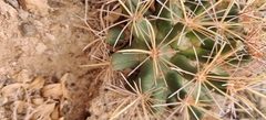 Coryphantha robustispina uncinata