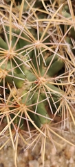 Coryphantha robustispina uncinata