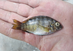Coptodon zillii