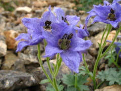 Delphinium caucasicum