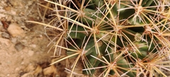 Coryphantha robustispina uncinata