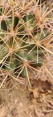 Coryphantha robustispina uncinata