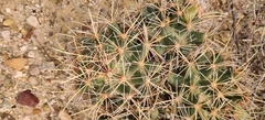 Coryphantha robustispina uncinata