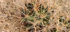 Coryphantha robustispina uncinata