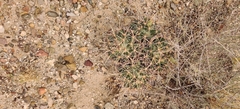Coryphantha robustispina uncinata