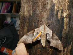 Coequosa australasiae