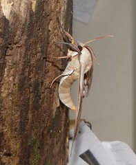 Coequosa australasiae