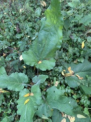 Arctium