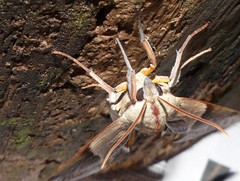 Coequosa australasiae