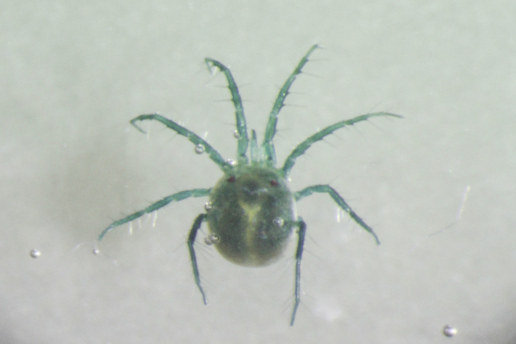 Neumania distincta