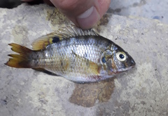 Coptodon zillii