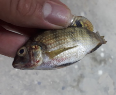 Coptodon zillii