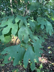 Sassafras albidum