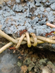 Acromyrmex octospinosus