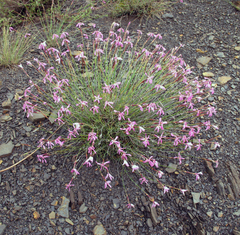 Dianthus orientalis