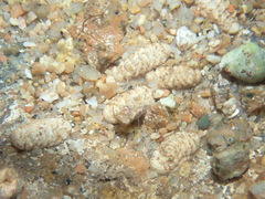 Lepidopleurus cajetanus