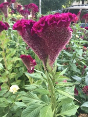 Celosia