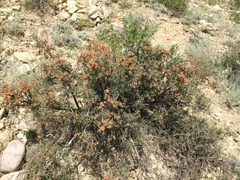 Atraphaxis daghestanica