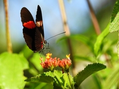 Heliconius erato