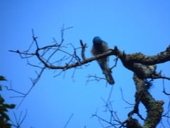 Aphelocoma wollweberi