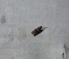 Cryptoblabes plagioleuca