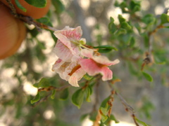 Atraphaxis daghestanica