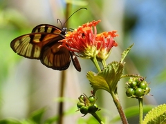Athesis clearista
