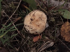 Russula cascadensis