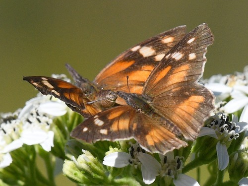 American Snout, photo 6 of 10