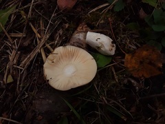 Russula cascadensis