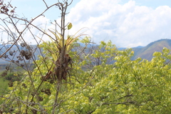 Tillandsia fasciculata