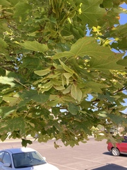 Acer grandidentatum
