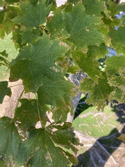 Acer grandidentatum