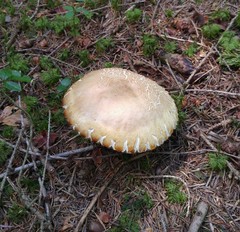 Butyriboletus fechtneri