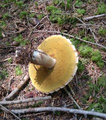 Butyriboletus fechtneri