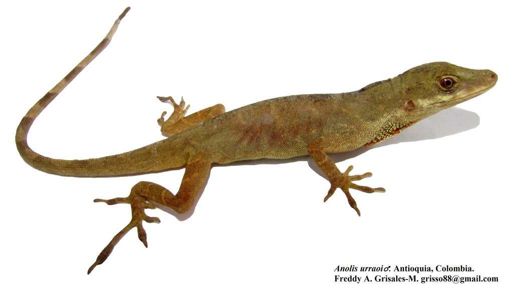 Urrao Anole