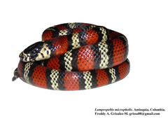 Lampropeltis micropholis