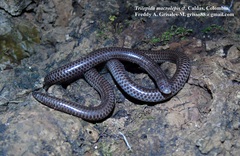 Trilepida macrolepis