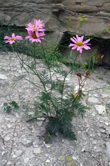 Tanacetum coccineum