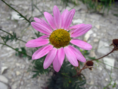 Tanacetum coccineum