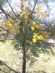 Acacia leucoclada
