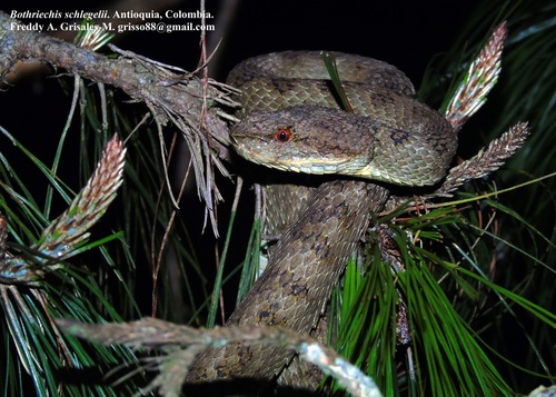 Photo of a Eyelash Viper (Bothriechis schlegelii)