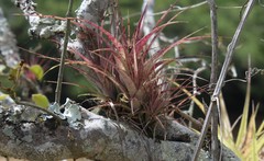 Tillandsia fasciculata