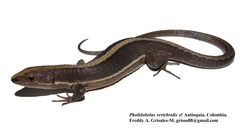 Pholidobolus vertebralis