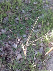 Digitaria divaricatissima