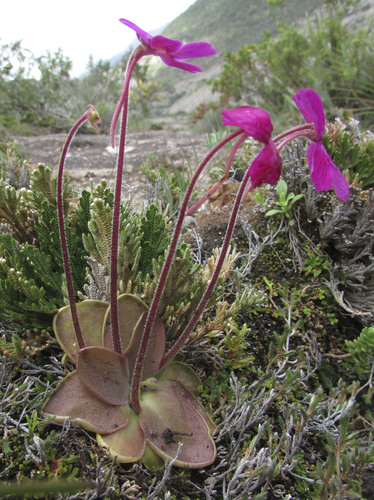 Pinguicula moranensis (Pinguicula moranensis)